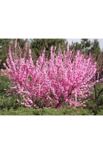 Мигдаль трилопатевий Розенмунд / Луізеанія Розенмунд