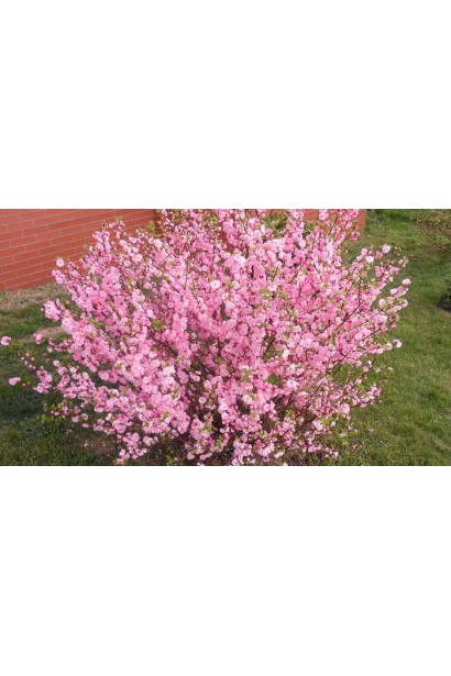 Мигдаль Rosenmund невеликий квітучий кущ з прямими пагонами