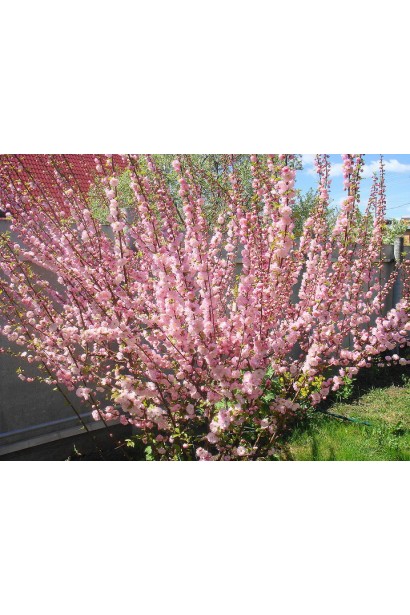 Луізеанія Розенмунд