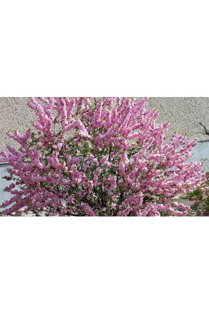 Prunus triloba Rosenmund / Louiseania Rosenmund