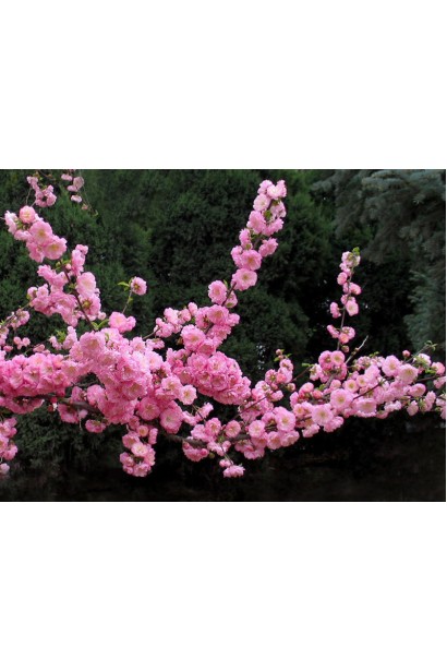 Louiseania Rosenmund