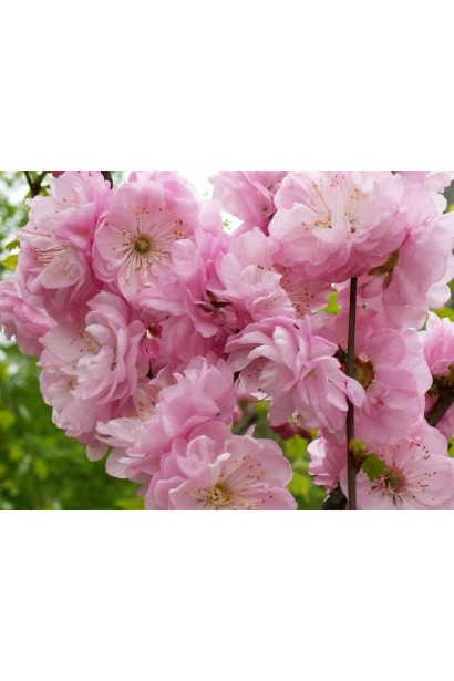 Мигдаль трилопатевий Розенмунд рожеві махрові квіти