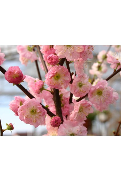 Рясне цвітіння мигдалю Розенмунд