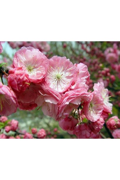 Слива трилопатева Розенмунд яскраво-рожеві квіти