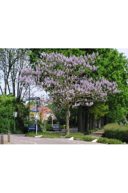 Павловнія повстиста — дерево з широкою декоративною кроною