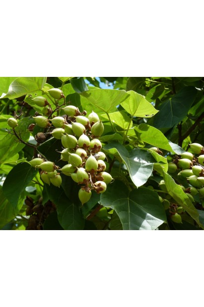 Paulownia tomentosa — витривала рослина для рекультивації земель