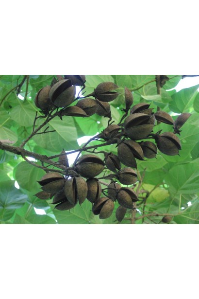 Paulownia tomentosa