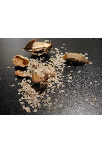 Павловнія повстиста / Адамове дерево