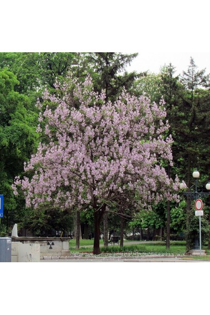 Великі дзвоникоподібні квіти павловнії з приємним ароматом