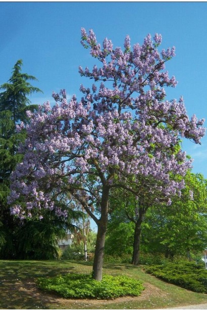 Paulownia tomentosa — швидкоросле дерево для озеленення