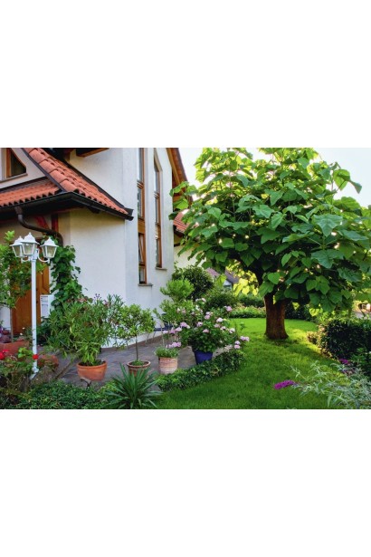 Павловнія — чудове рішення для створення алеї.