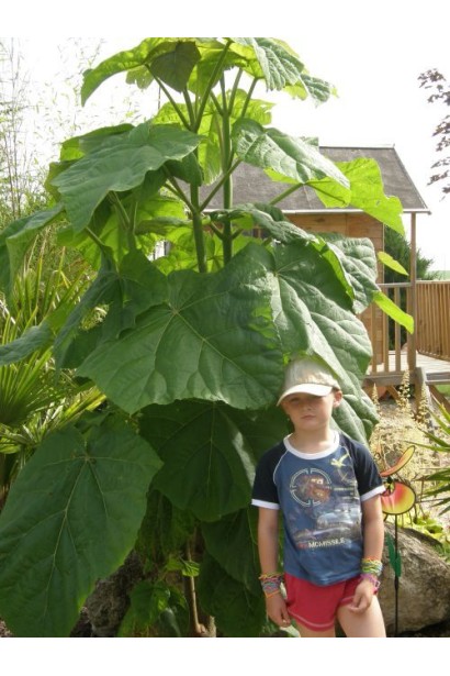 Paulownia tomentosa — листяне дерево з величезним приростом