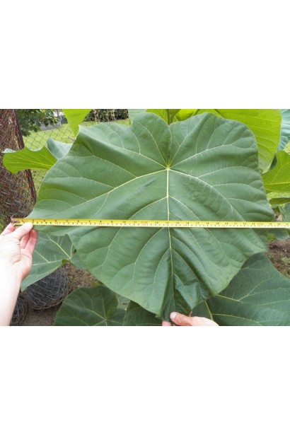 Листя павловнії повстистої — опушені та серцеподібні