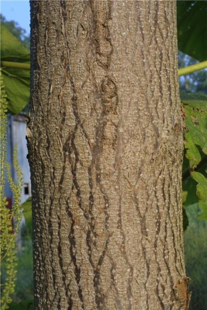 Швидкоросла павловнія — перспективна рослина для деревини