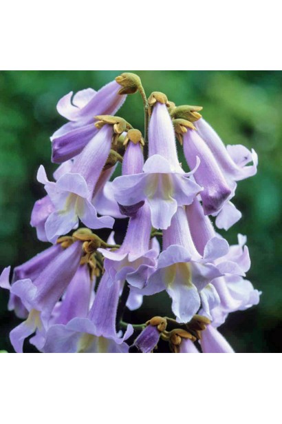 Блакитно-фіолетові квіти павловнії в період весняного цвітіння