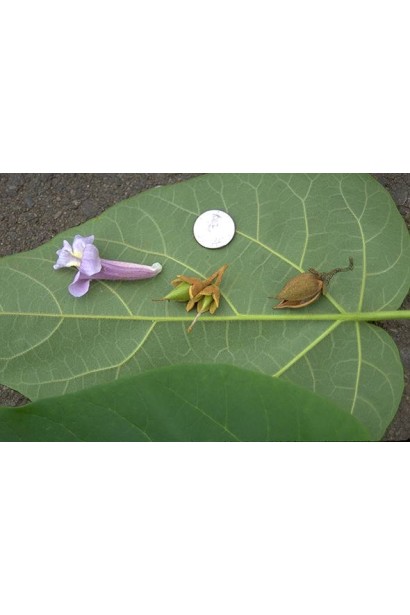 Листя павловнії повстистої