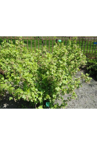 Кущ смородини Ювілейна Копаня