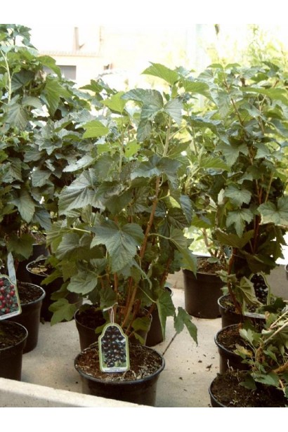 Смородина Ювілейна Копаня – врожайний сорт для саду