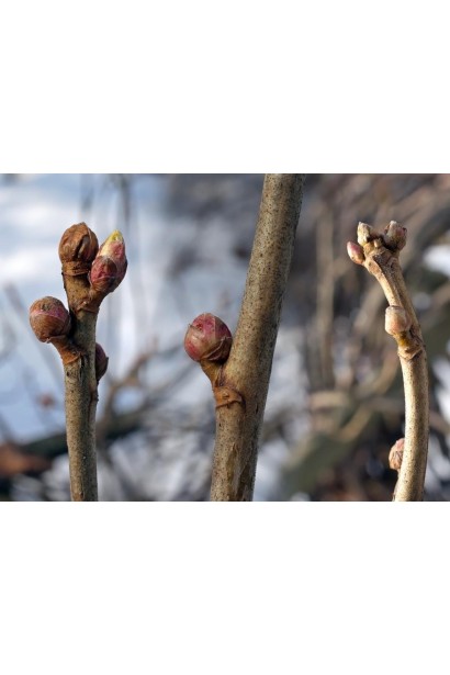  Смородина чорна Ювілейна Копаня (середня)