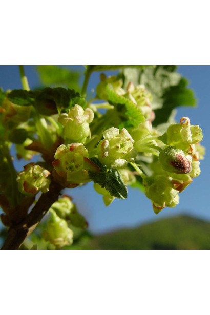 Смородина Ювілейна Копаня – кущ з темно-зеленими листками