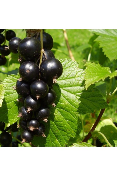 Смородина чорна Ювілейна Копаня – середньо-пізній сорт з темними ягодами