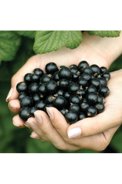 Смородина Ювілейна Копаня – плоди з насиченим смаком