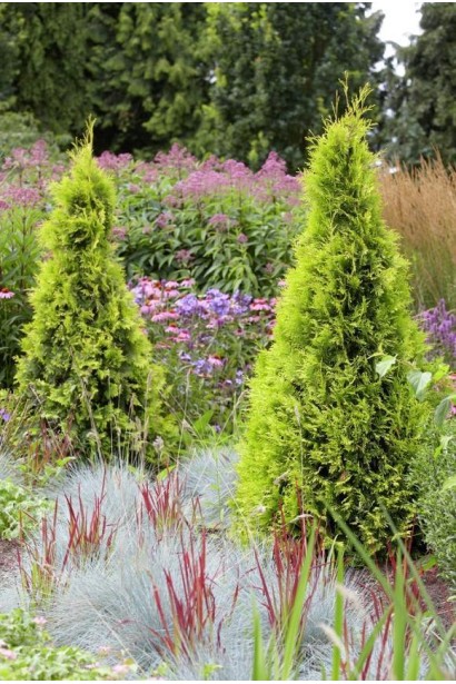 Туя Санкіст із щільною хвоєю та вертикальним ростом.