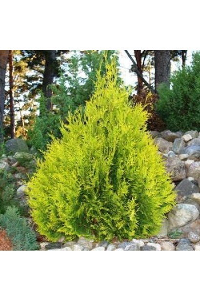 Компактна туя Санкіст для озеленення саду.