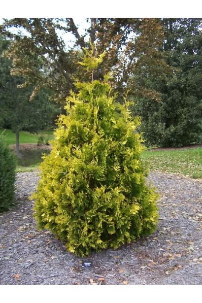 Туя Санкіст із яскравим золотисто-жовтим забарвленням.