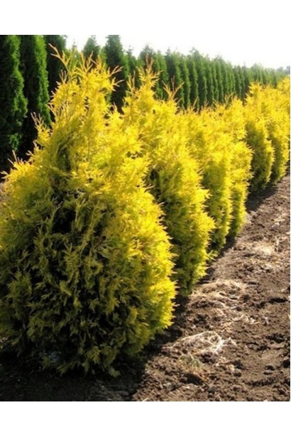 Вічнозелена туя Санкіст із стрункою кроною.