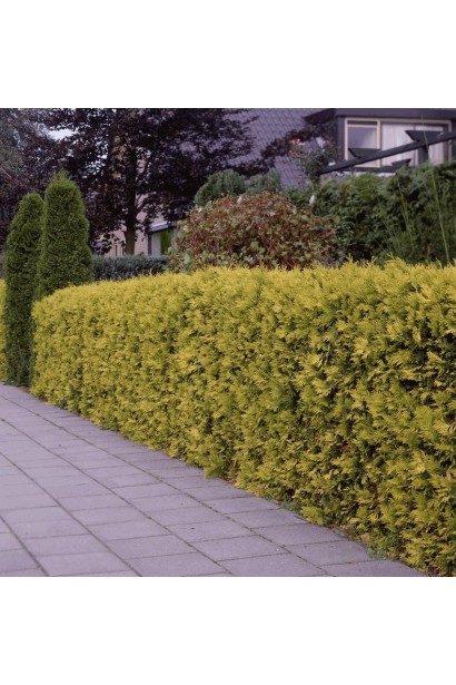 Стійка до морозів туя Санкіст для живоплотів.