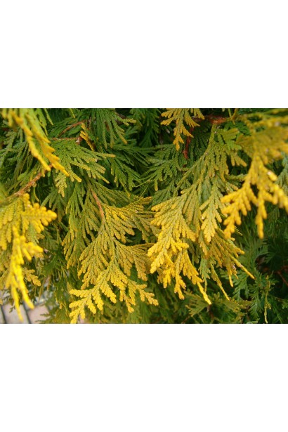 Туя Санкіст із золотисто-зеленими голками.