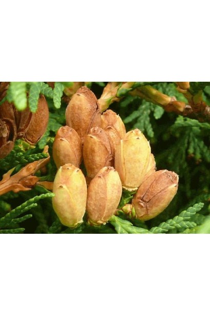 Туя західна Санкіст 