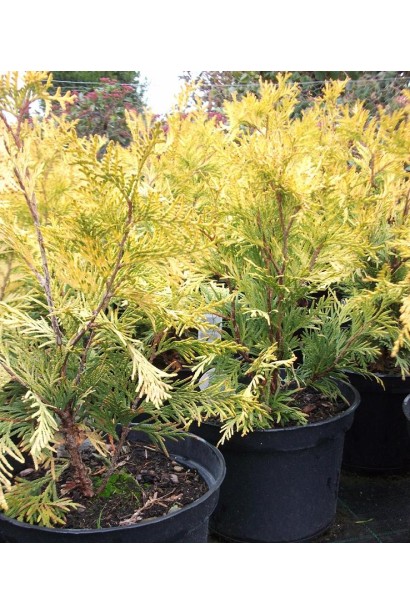 Туя Санкіст із насиченим золотим відтінком хвої.