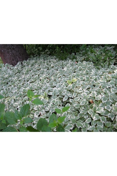 Снить Варієгата – зелено-біле листя, що додає яскравості саду.