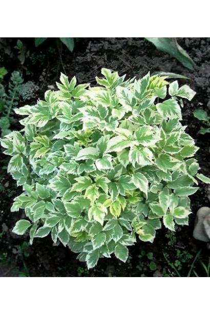 Снить звичайна Варієгата 