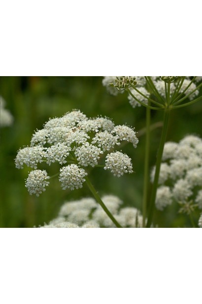 Квіти снить Варієгата