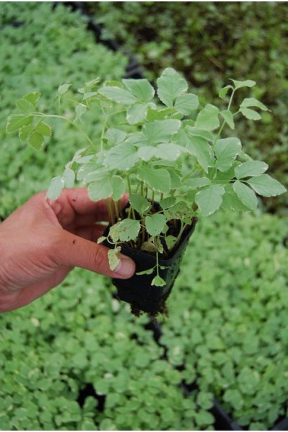 Aegopodium podagraria Variegata