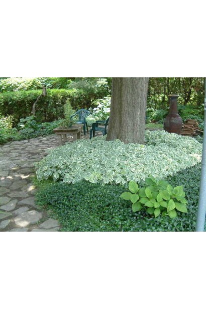 Aegopodium Variegata – ідеальний вибір для тіньових зон.