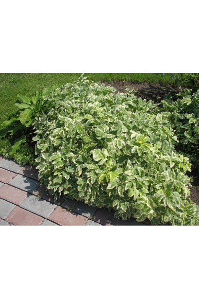 Aegopodium podagraria Variegata – ґрунтопокривна рослина з декоративним строкатим листям.