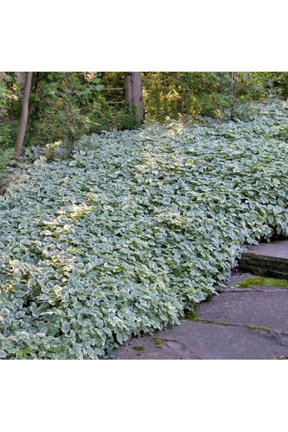 Снить Варієгата – ефектне забарвлення листя в саду.