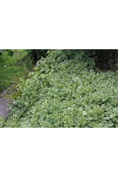 Aegopodium podagraria Variegata