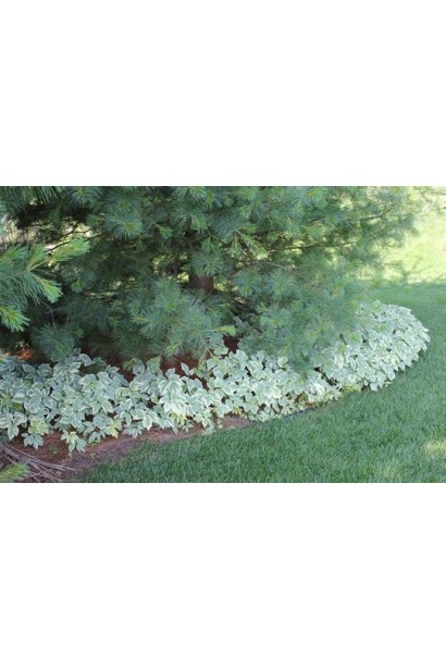 Снить звичайна Варієгата 