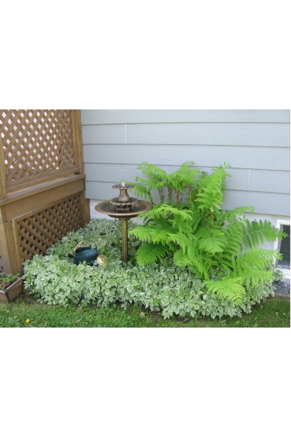 Снить звичайна Варієгата – швидкоросла рослина з яскравим контрастом.