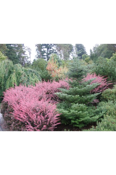 Барбарис Тунберга Арлекин в ландшафте