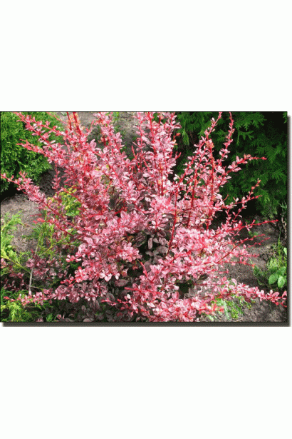 Барбарис Тунберга Арлекин куст