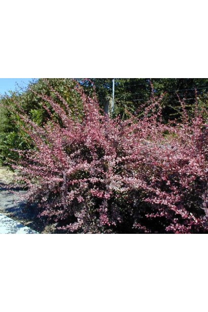 Барбарис Тунберга Арлекин пурпурный