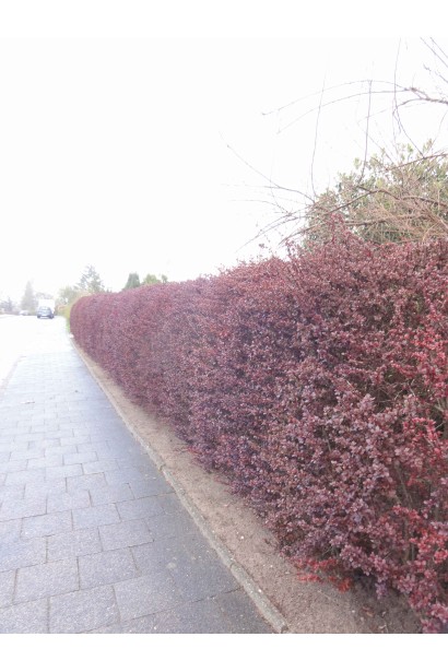 Барбарис Тунберга Арлекин живая изгородь