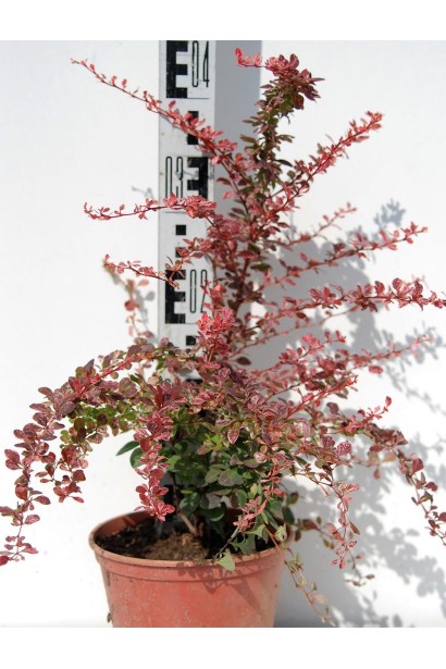 Барбарис Тунберга Арлекин красный