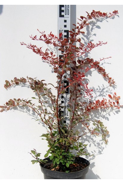 Барбарис Тунберга Арлекин